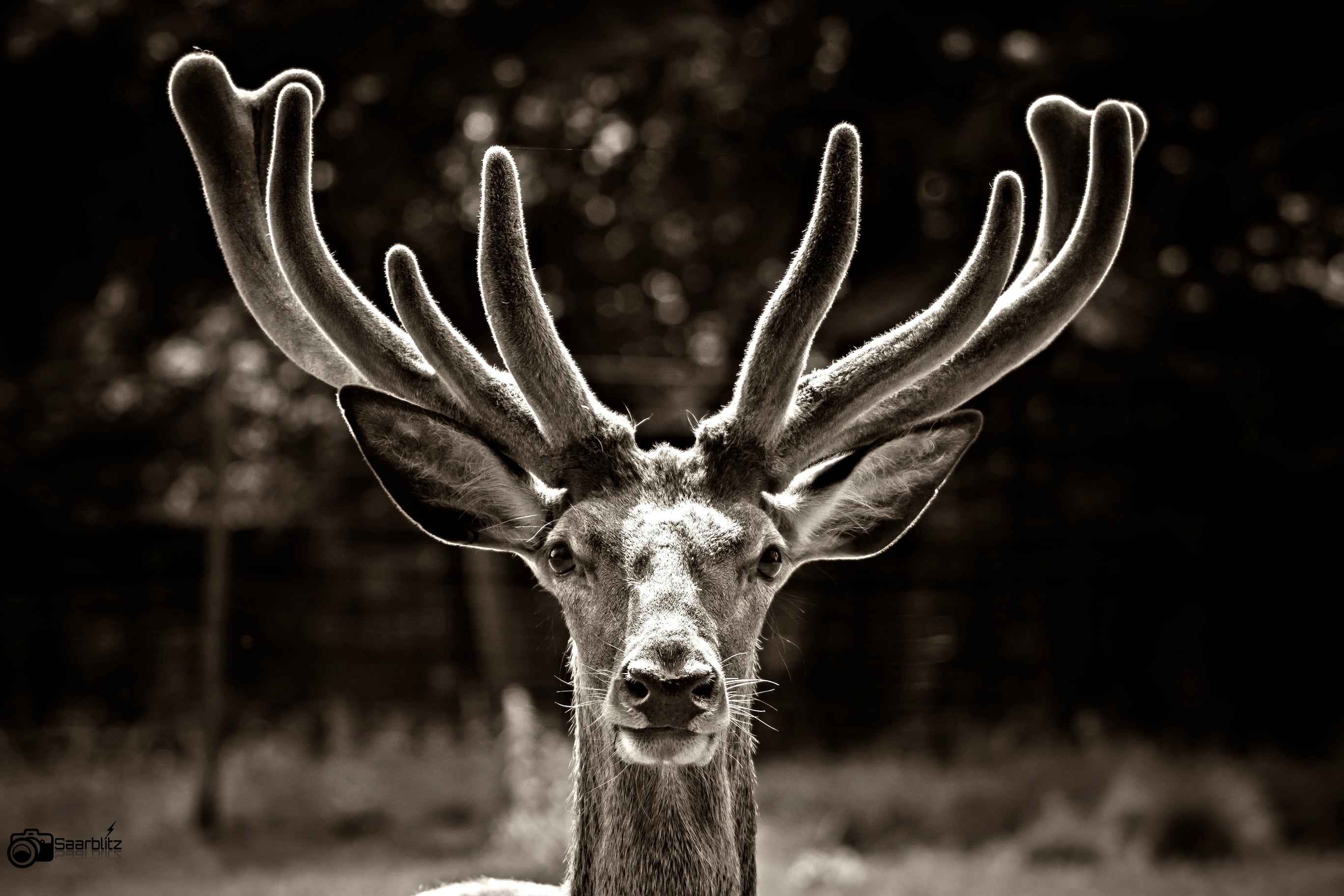 grayscale photo of deer buck