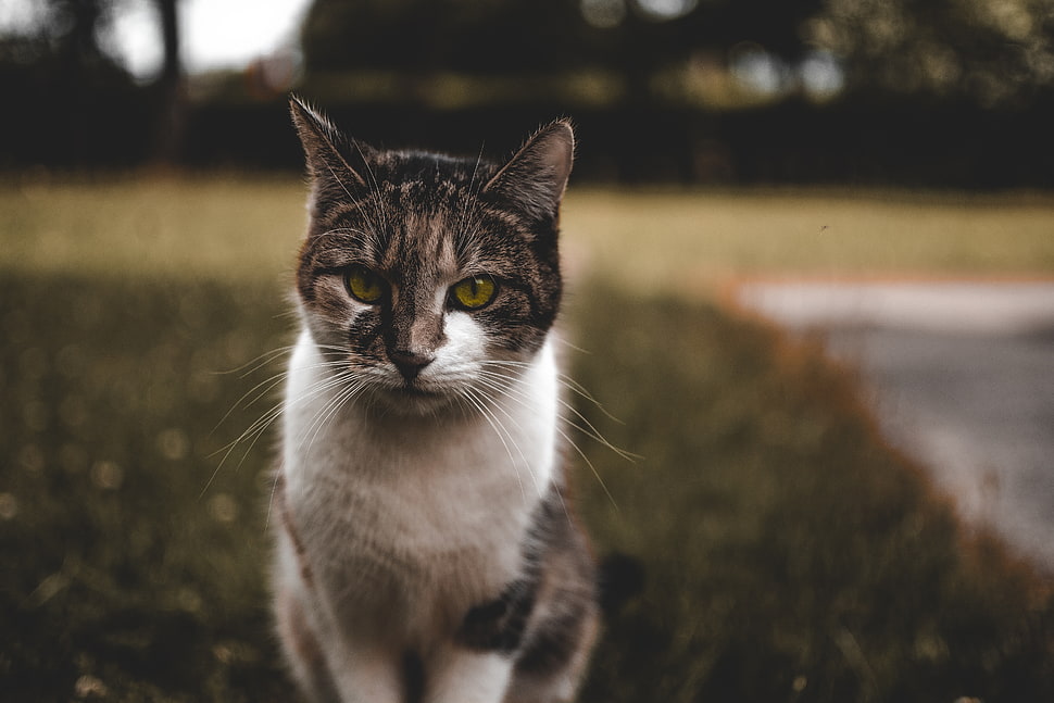 white and black Tabby cat HD wallpaper