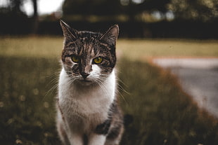 white and black Tabby cat
