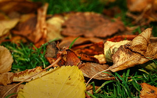 selective focus photography of dried leaves HD wallpaper