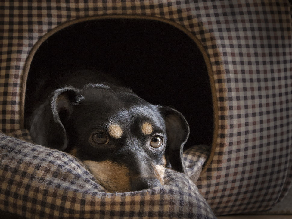 long-coated black and tan dog HD wallpaper