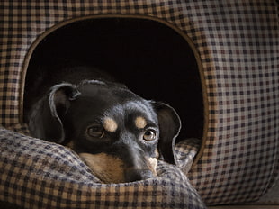 long-coated black and tan dog