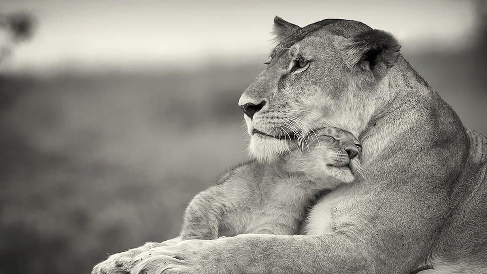 lioness with cub, lion, animals, baby animals, monochrome HD wallpaper