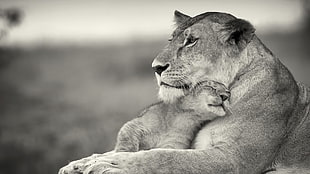 lioness with cub, lion, animals, baby animals, monochrome