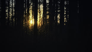 sun piercing through trees, forest, sunrise