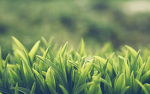 green grass, grass HD wallpaper