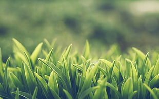 green grass, grass