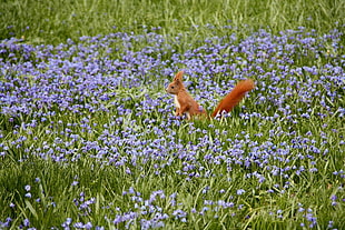 brown squirrel surrounded by purple flower