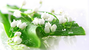 white petaled flowers on green leaf digital wallpaper