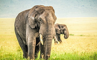 shallow depth of field photo of elephant
