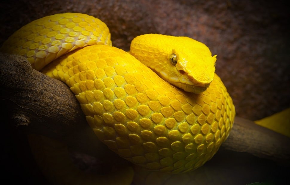 yellow viper, snake, animals, vipers HD wallpaper