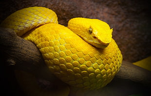 yellow viper, snake, animals, vipers