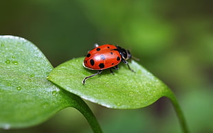 close up photo of red and black lady bug on green leaf