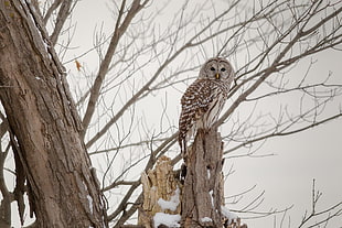 brown owl on branch of tree