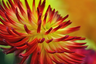red and yellow flower close-up photo, dahlia