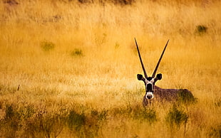 brown deer standing on brown grass wildlife photography