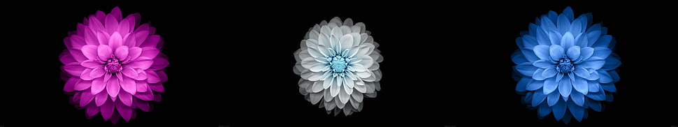 three pink, white, and blue dahlia flowers HD wallpaper