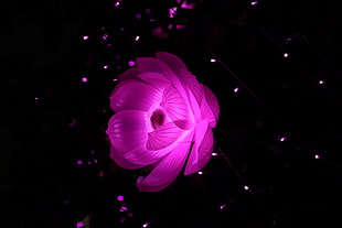 pink lotus lamp, Lotus, Abstraction, Light HD wallpaper