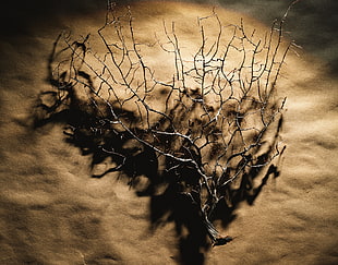 tree root graphics wallpaper
