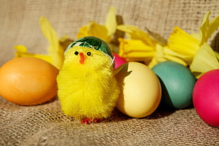 photo of hatch egg with yellow chick decor