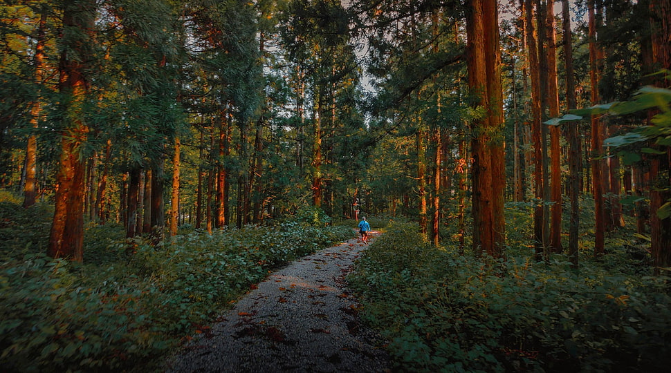 green forest, forest, deep forest, green, path HD wallpaper
