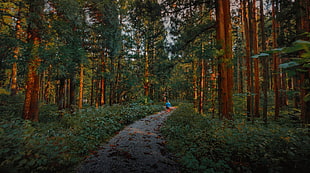 green forest, forest, deep forest, green, path