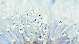 white Dandelion seed head with dewdrops
