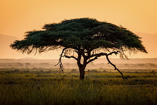 tree on grass land at daytime, vachellia, amboseli national park, kenya