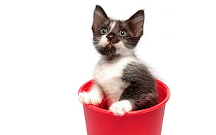 white and black kitten on red pail