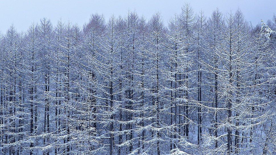 snow covered trees during daytime HD wallpaper
