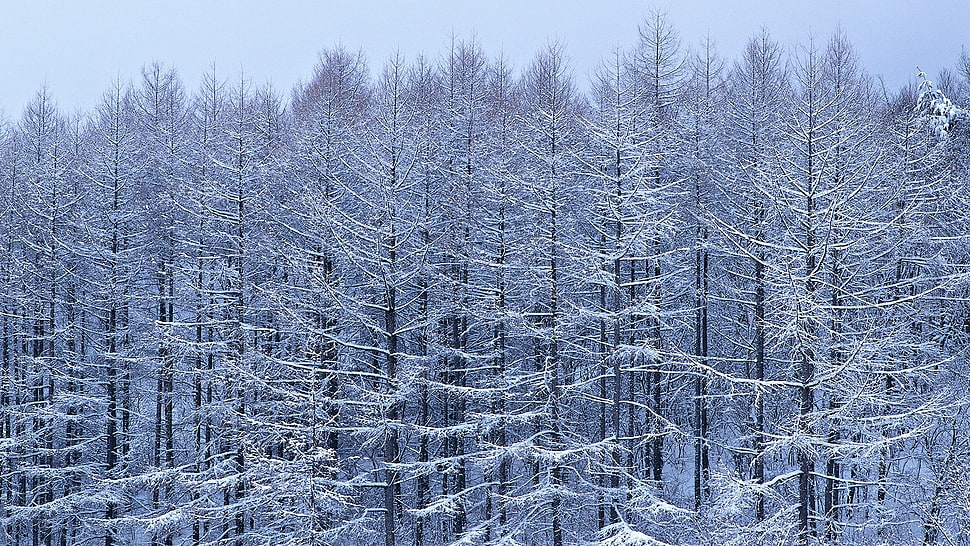 snow covered trees during daytime HD wallpaper