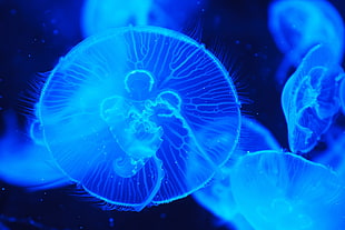 jelly fish HD wallpaper