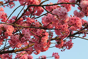 Cherry Blossoms HD wallpaper