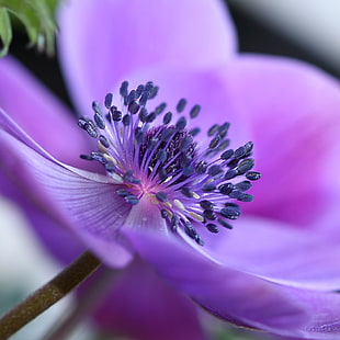 purple flower macro shot photography HD wallpaper