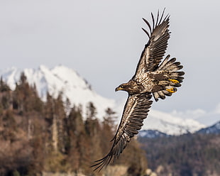 flying brown and white eagle, alaska