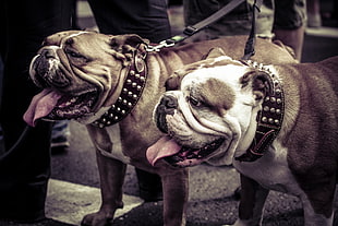 two adult tan and white Old English Bulldogs wearing black collars