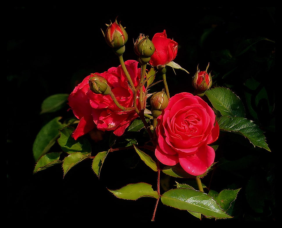 red roses in closeup photo HD wallpaper