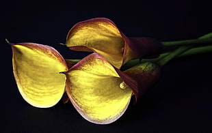 shallow focus photography of three yellow anthurium flower