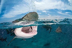 photo of shark opening mouth HD wallpaper