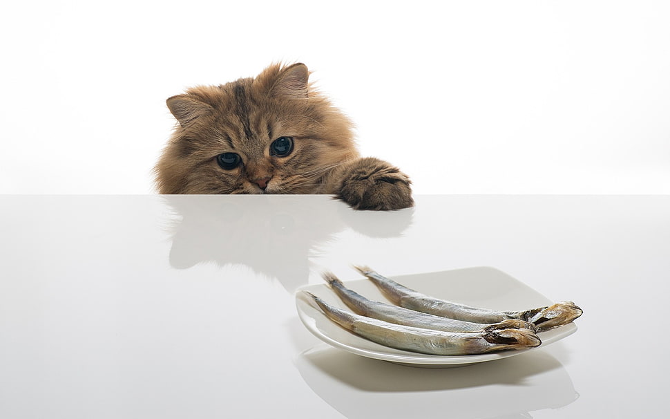 brown long coated cat HD wallpaper