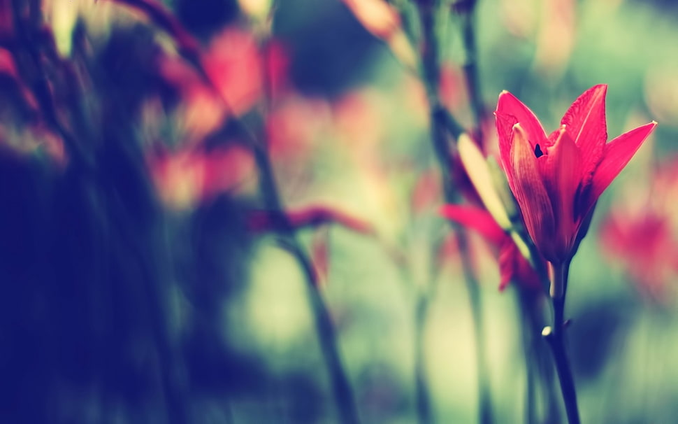 red rose photography HD wallpaper
