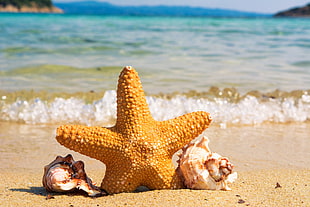starfish between seashells near beach