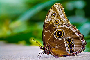 brown Common Buckeye butterfly HD wallpaper