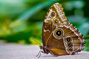 brown Common Buckeye butterfly