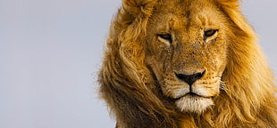 brown Lion animal closeup photography