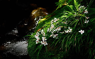 white petaled flowers near body of water in close-up photo