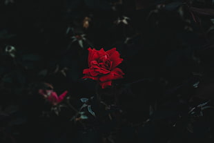 red rose flower, Rose, Bud, Flower