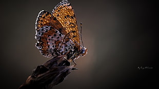 brown and gray butterfly on top of brown branch