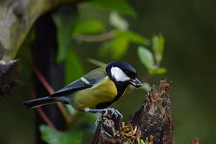 black, white and green bird on top of brown wooden logs, great tit