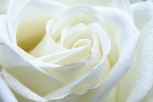 white rose HD wallpaper